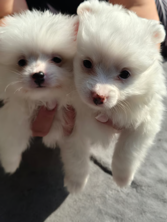 Fluffy White Pomeranian Puppies