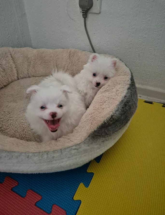 Fluffy White Pomeranian Puppies - Image 2