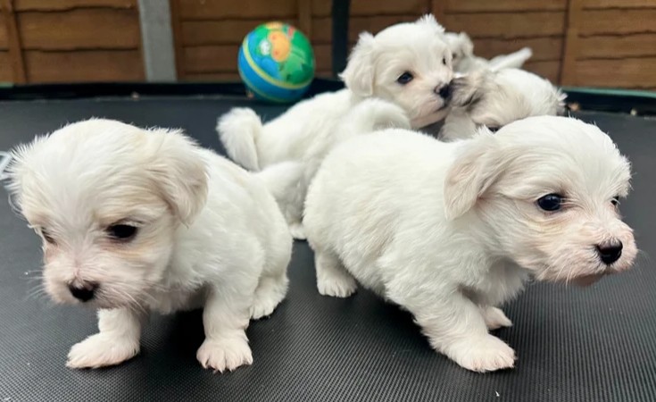 buy miniature Maltese puppies