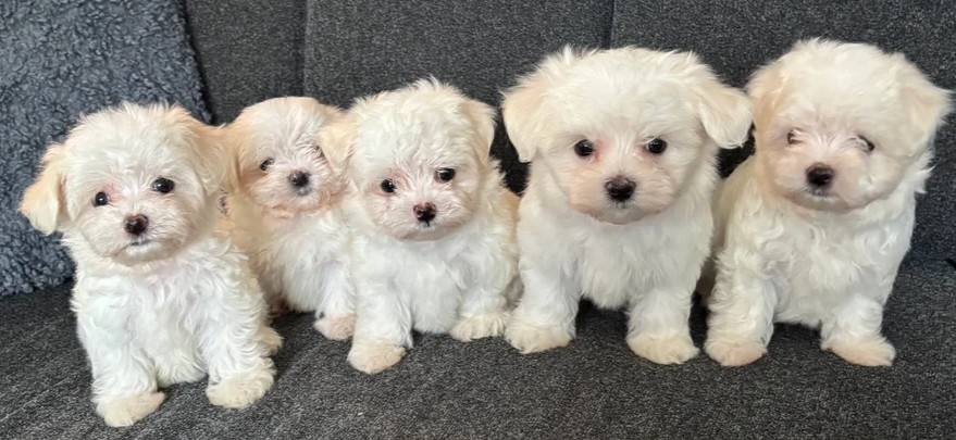 buy miniature Maltese puppies Pennsylvania