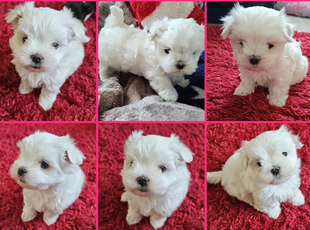 buy miniature Maltese puppies