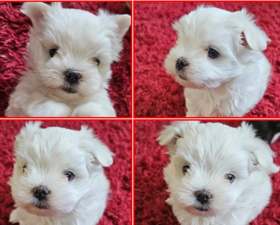 miniature Maltese puppies for sale Tennessee